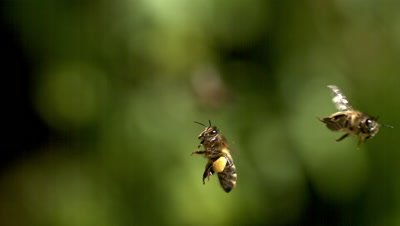European Honey Bee, apis mellifera, Adults flying with  note full pollen baskets, Slow motion