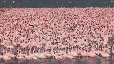 Lesser Flamingo, phoenicopterus minor, Group moving in Water, Colony at Bogoria Lake in Kenya, Real Time
