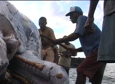 Lamalera whalehunting villagers cutting prey in pieces on the shore