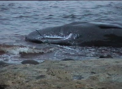 Dead whale laying in shallow water near the shore