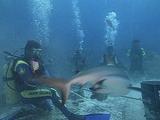 Divers Feeding Sharks