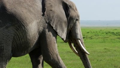 Female elephant eats and walks closeup Amboseli Kenya 4K horizontal pan stunning