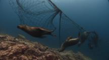 Sea Lions In Gill Net