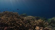 Shallow Tropical Pacific Coral Reef Lit By Sunbeams
