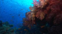 Coral Reef With Soft Corals And Anthias