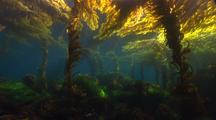 Kelp Forest Scenic