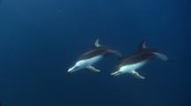 Pacific White-Sided  Dolphin In Open Ocean