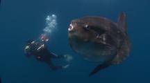 Mola Mola Photographed By Diver