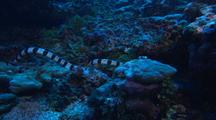 Sea Snake Forages On Reef