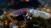 Giant Cuttlefish Spawning, Mating Behavior In South Australia