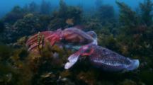 Giant Cuttlefish, Spawning, Mating Behavior In South Australia