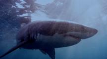 RED 4K Underwater Shark Stock Footage