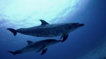 Atlantic Spotted Dolphins On Bahamas Banks