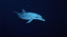 Atlantic Spotted Dolphins Hunting At Night On Bahamas Banks