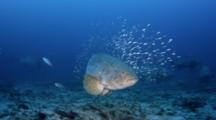Group Of Goliath Grouper Over Sand With Baitfish