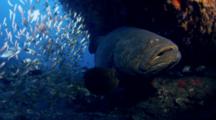 Close Shot Of Goliath Grouper With Baitfish