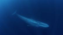 Blue Whale Swims Below Camera In Southern California
