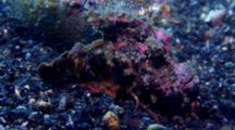Devil Scorpion Fish, Inimicus Didactylus