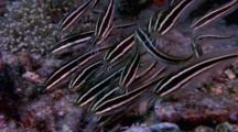Striped Catfish, Plotosus Lineatus Feeding In Rubble