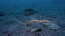 Double-Ended Pipefish, Syngnathoides Biaculeatus