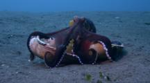 Coconut Octopus, Octopus Marginatus, Walks Carrying Shell