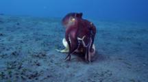 Coconut Octopus In Clam Then Attacks Crab