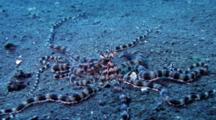 Mimic Octopus, Thaumoctopus Mimicus, Vanishes Into Sand