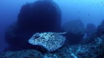Marbled Rays At Cocos