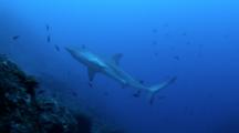 Galapagos Sharks At Cocos