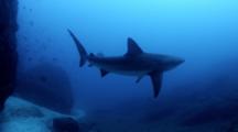Galapagos Sharks In Manualita Channel