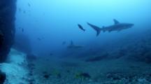 Galapagos Sharks In Manualita Channel