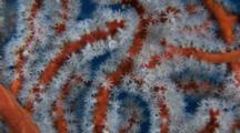 Red Gorgonian Coral Close-Up