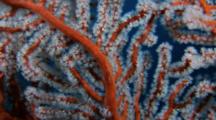 Goby On Red Gorgonian Coral