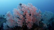 Red Gorgonian Coral - Seascape