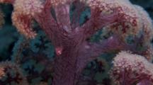 Common Ghostgoby On Soft Coral (Pleurosicya Mossambica)