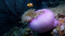 Purple Anemone Wirh False Clown Anemonefish (Amphiprion Ocellaris)