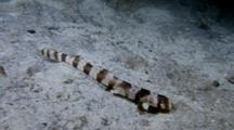 Brown-Banded Bamboo Shark Juvenile (Chiloscyllium Punctatum)
