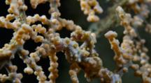 Pygmy Seahorses On Yellow Gorgonian (Hippocampus Bargibanti)