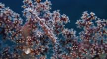 Ornate Ghost Pipefish Near Soft Coral (Solenostomus Paradoxus)