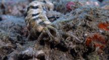 Lion'S Paw Sea Cucumber Feeding (Euapta Godeffroyi)