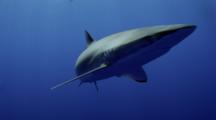 Slow Motion Of Silky Shark