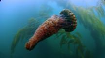 Black Sea Nettle Jellyfish (Chrysaora Achlyos) In Kelp