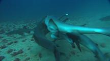 White Tip Sharks Mating