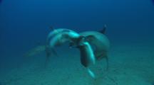White Tip Shark Mating, Thrashing Biting