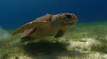 Loggerhead Sea Turtle Over Sea Grass