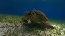 Loggerhead Sea Turtle Over Sea Grass