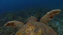 Loggerhead Sea Turtle Over Coral Reef