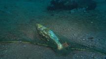 Kelp Bass Caught In Gill Net