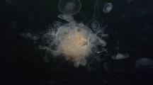 Moon Jellyfish Swarm Being Fed Upon By Fried Egg Jellyfish