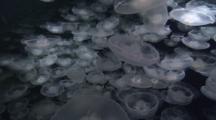 Moon Jellyfish Swarm 